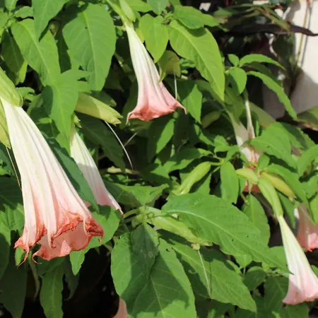 Aero Kefalonia Willa Lakíthra