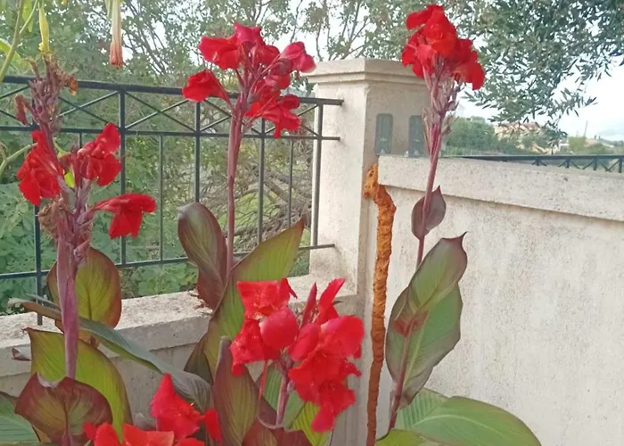 Aero Kefalonia Willa *