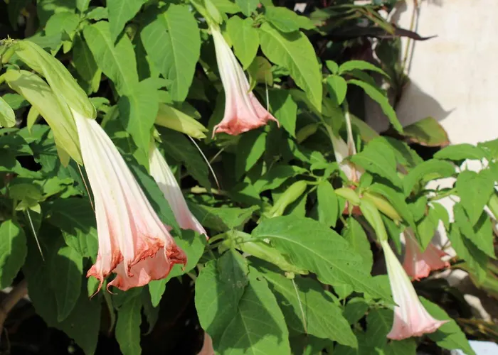 Aero Kefalonia Willa Lakíthra